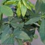 Money Tree – Pachira Braid – 8″ Pot